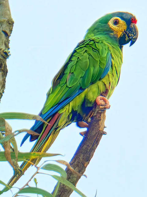 Ephemeral Brazil charity image