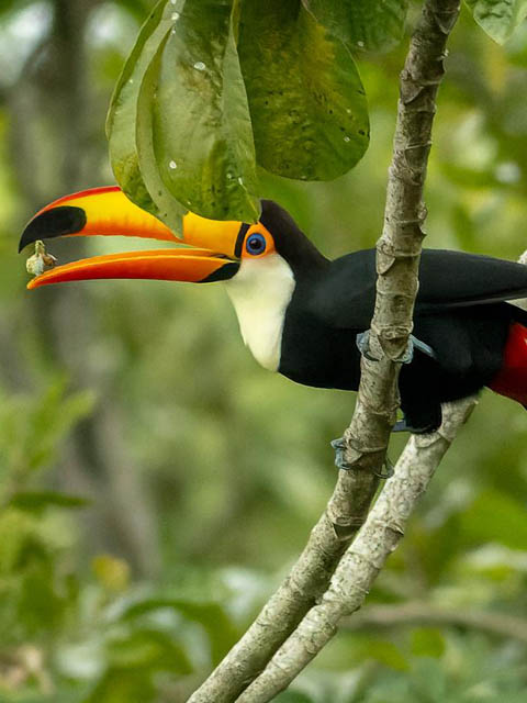 Ephemeral Brazil charity image