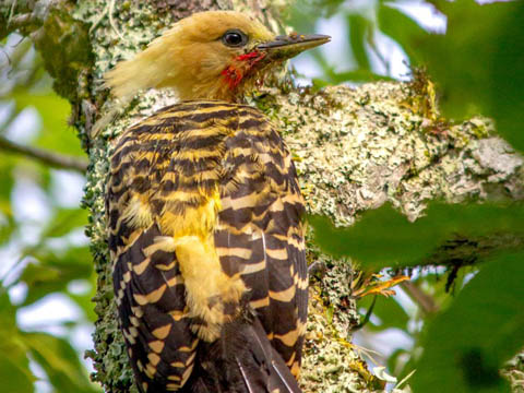 Ephemeral Brazil charity image