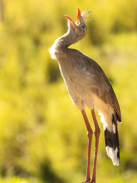 Ephemeral Brazil charity image