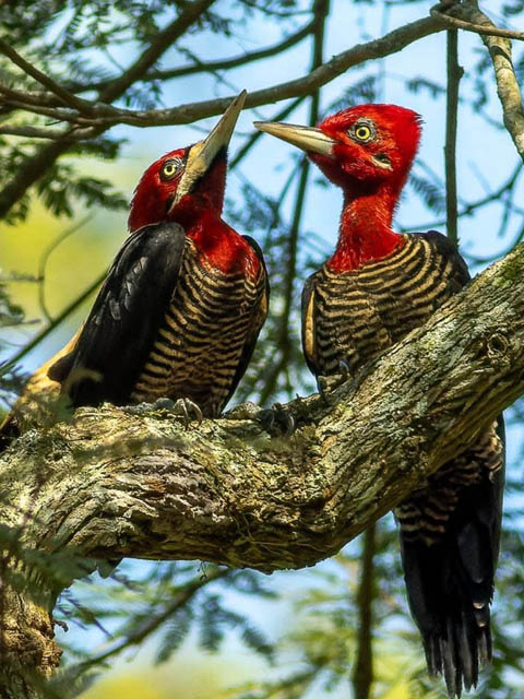 Ephemeral Brazil charity image