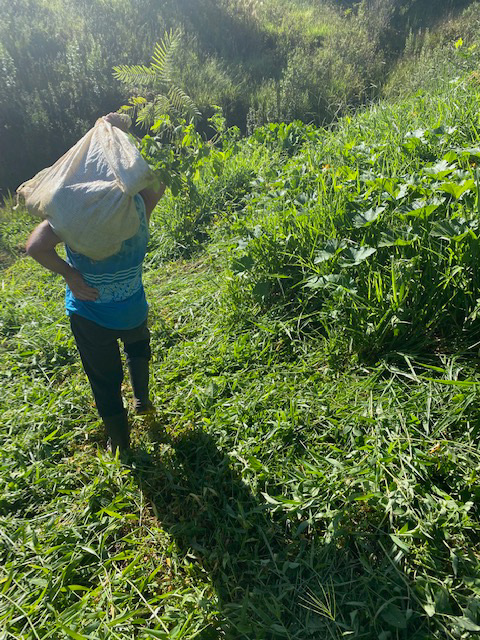 Ephemeral Brazil charity image